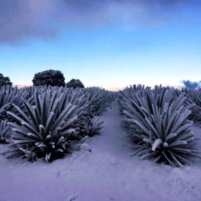 Snow in los Altos March 2016