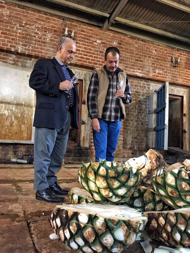 Carlos Camarena (master distiller at Distileria La Alteña) & Dale Sklar , the joint owners of Tequila Villa Lobos examining the Agave before cooking in the ovens behind them last week in Arandas.